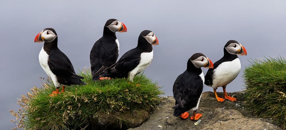 Five Puffins Perched by Eric Mattheyses — canvas wall art