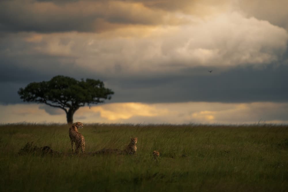 Cheetah Family Twilight Sky by Jayanta Guha — canvas wall art