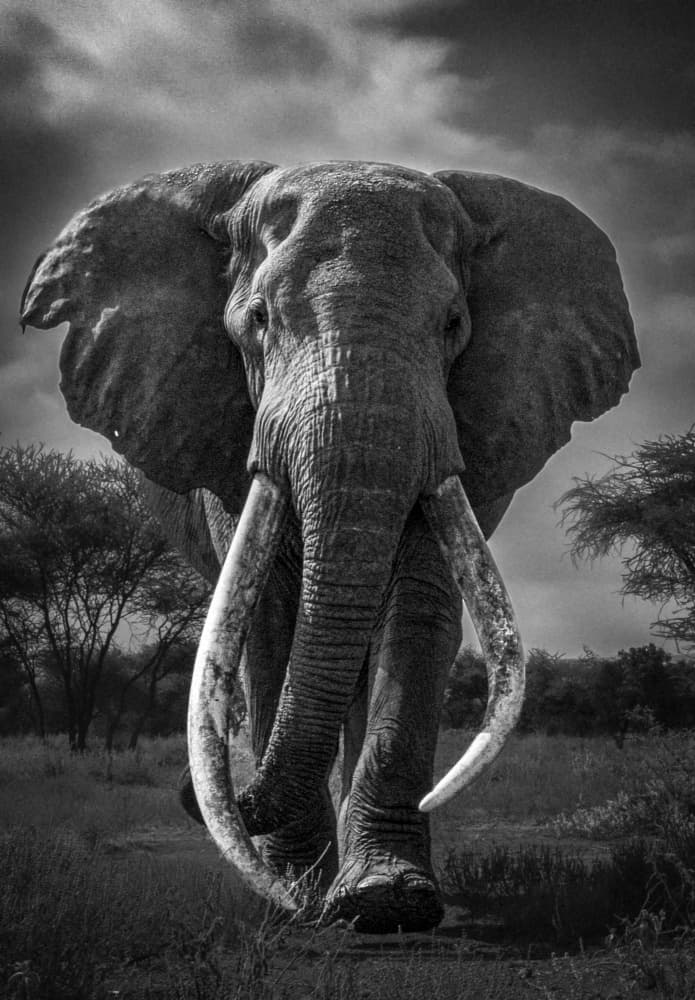 Majestic African Elephant by Hamza Qarooni — canvas wall art