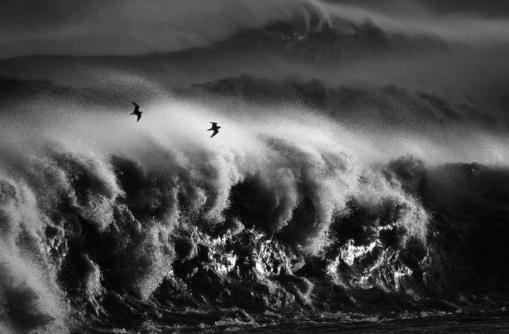 Wild Waves Soaring Birds by Takafumi Yamashita — canvas wall art