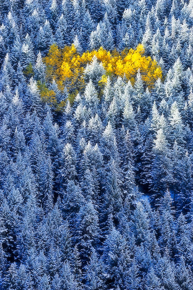 Golden Winter Forest by Mei Xu — canvas wall art