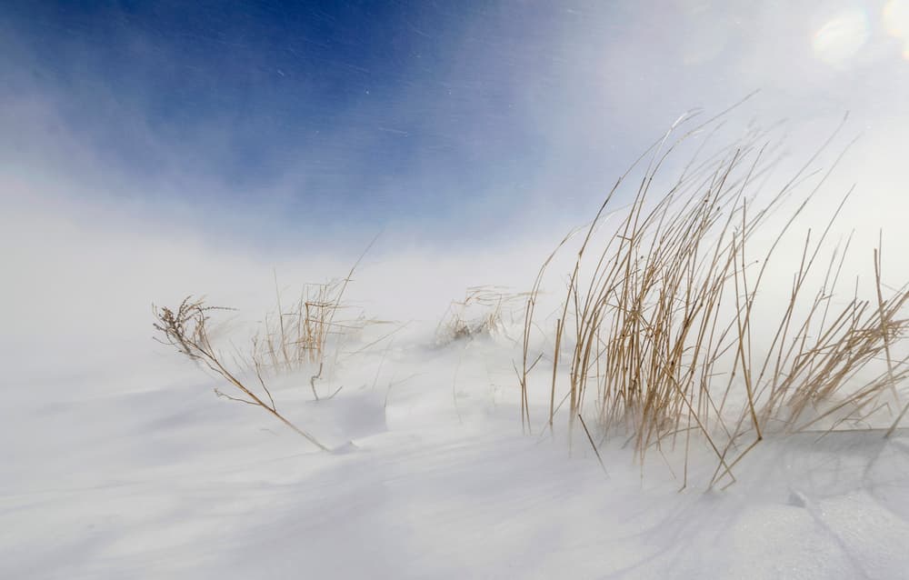 Winter Grass Blowing by Carlo Tonti — canvas wall art