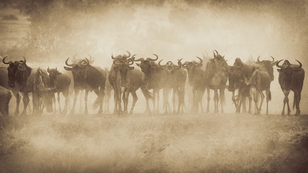 Dusty Wildebeest Herd by Mohammed Alnaser — canvas wall art