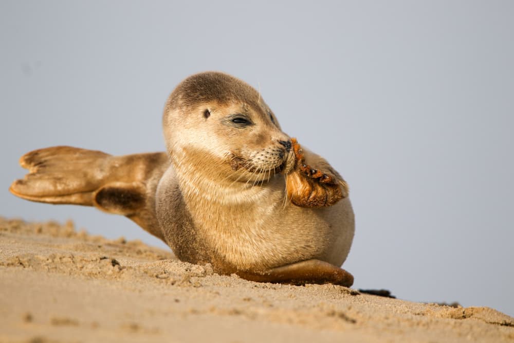 Peaceful Seal Pup by Anne Ponsen — canvas wall art