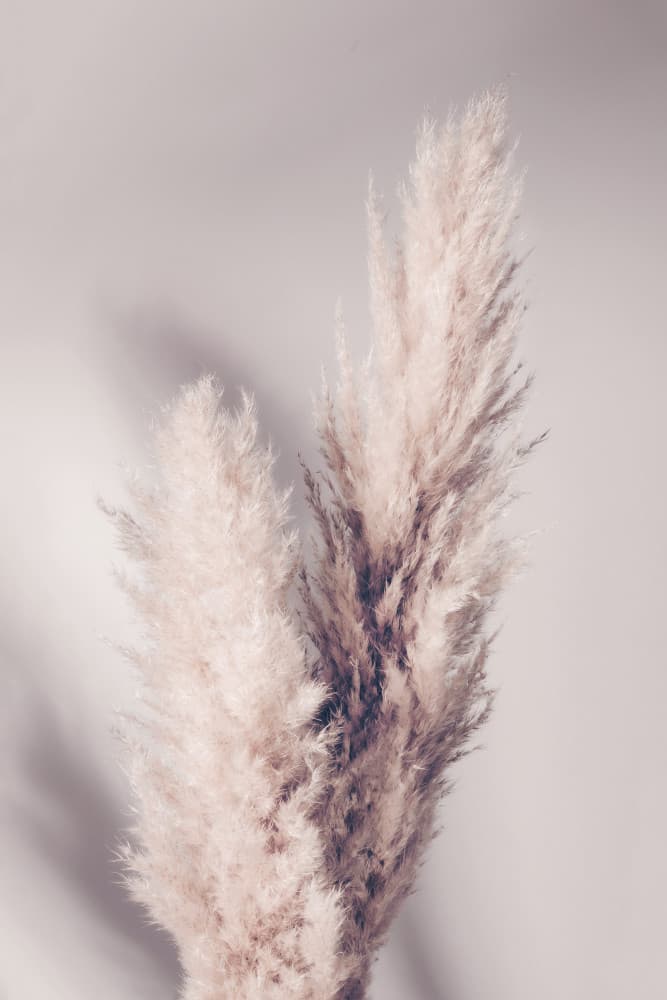 Soft Pampas Plumes by Pictufy Studio III — canvas wall art