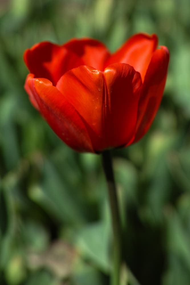 Vibrant Red Tulip by engin akyurt — canvas wall art