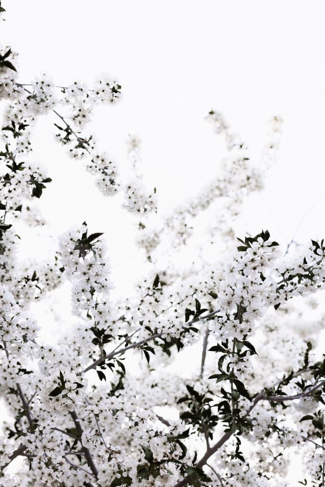 White Spring Tree 3 by Mareike Böhmer — canvas wall art