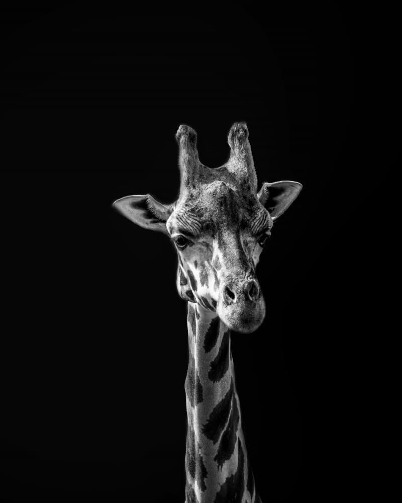 Monochrome Giraffe Gaze by Frank Ma — canvas wall art