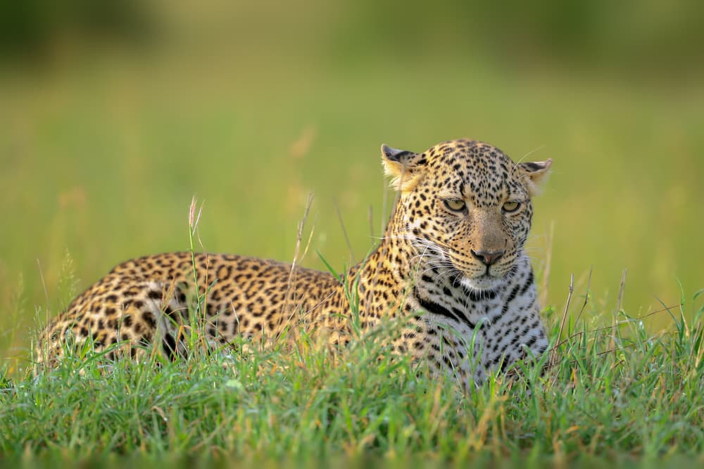 Regal Leopard Gaze by Roshkumar — canvas wall art