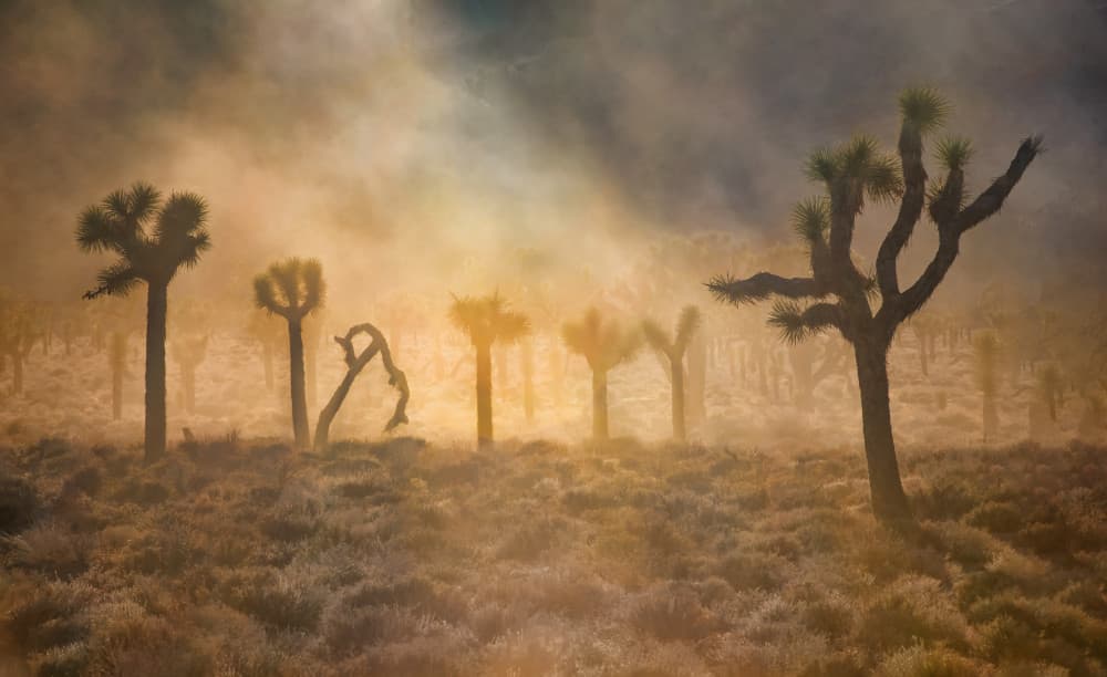 Misty Joshua Trees by Jianping Yang — canvas wall art