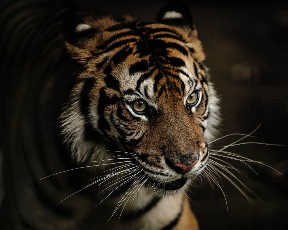 Sumatran Tiger Gaze by Yohan Tan — canvas wall art