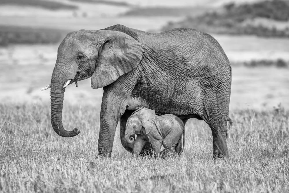 Protective Journey by Jeffrey C. Sink — canvas wall art