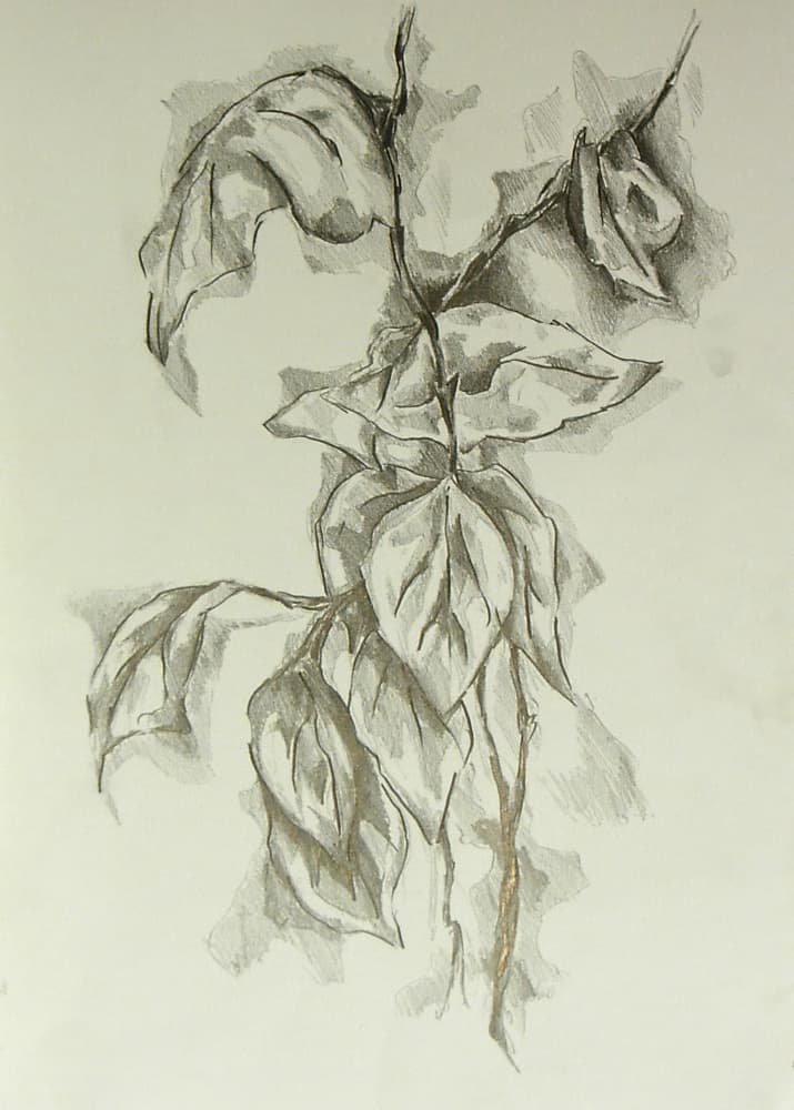 Delicate Leaf Study by Kulik — canvas wall art
