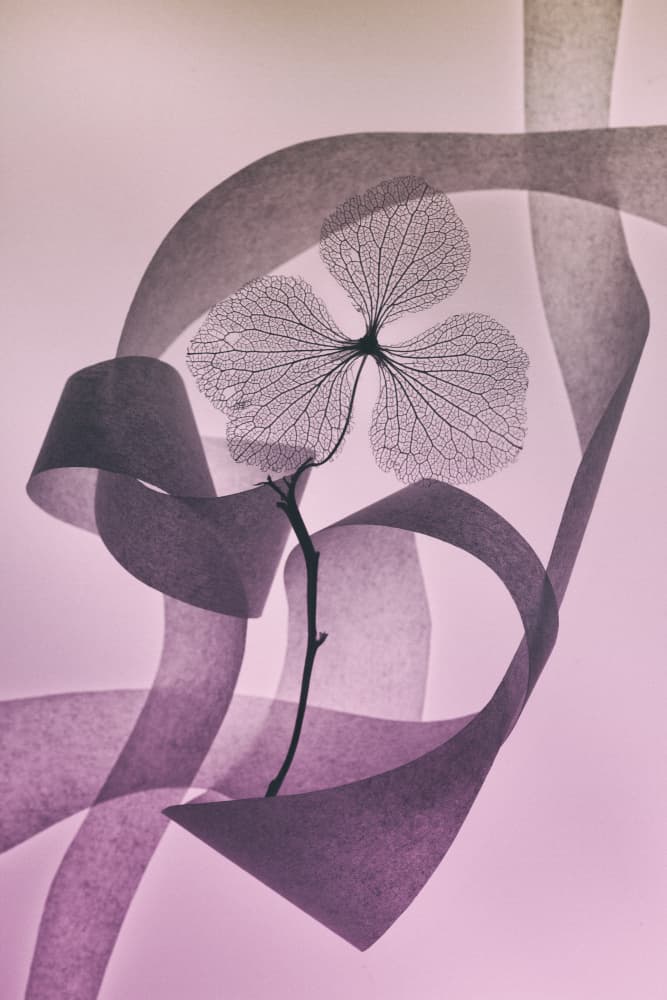 Ethereal Pink Petal Flow by Shihya Kowatari — canvas wall art