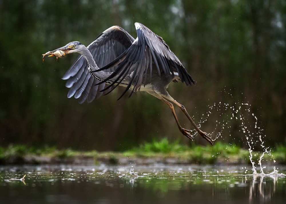 Heron's Perfect Catch by Annie Poreider — canvas wall art