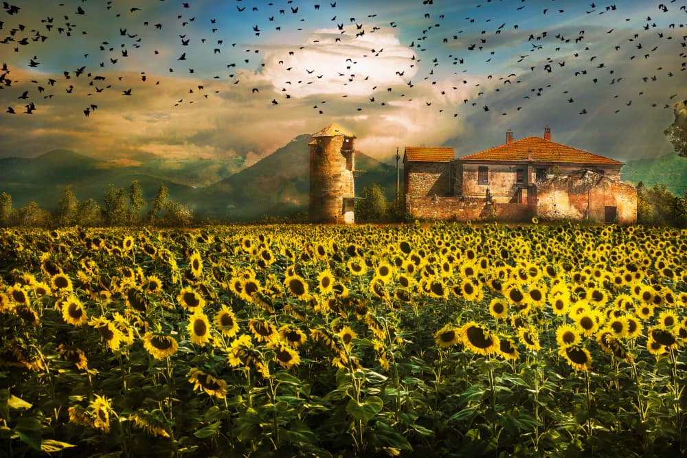 Rustic Sunflower Farmhouse by Nicodemo Quaglia — canvas wall art