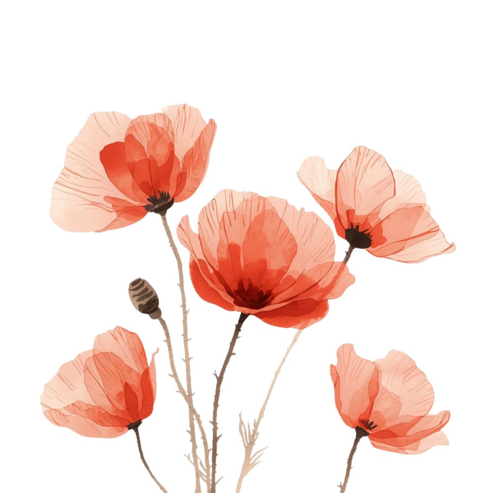 Delicate Red Poppies by Ohkimiko — canvas wall art