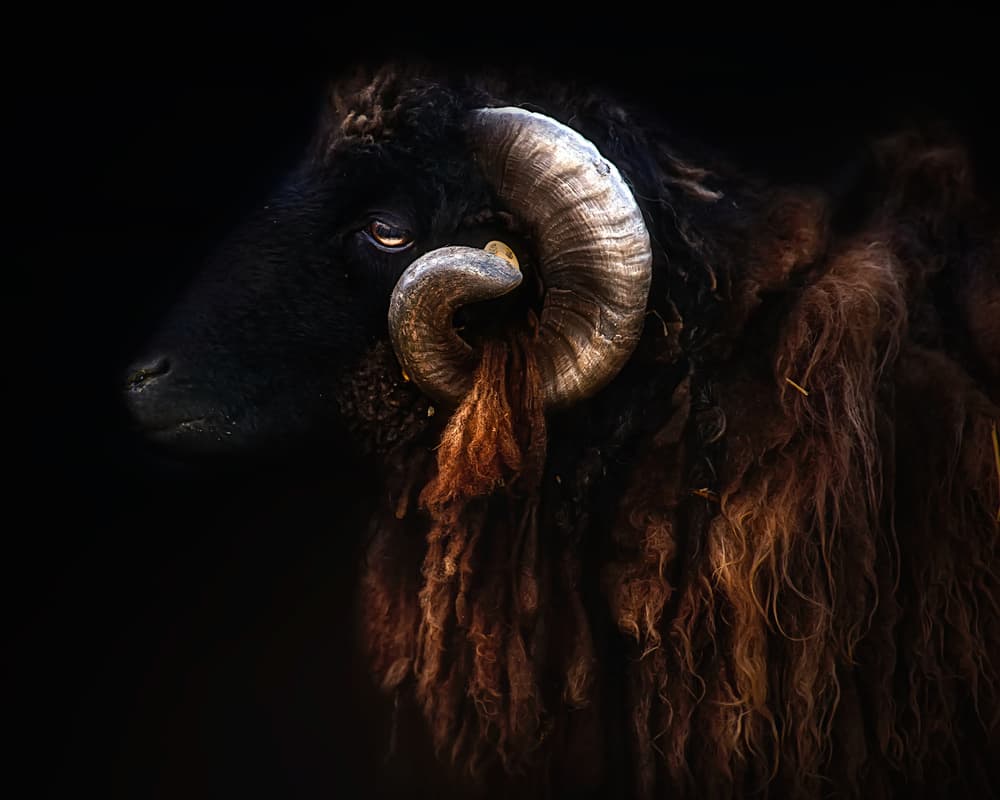 Dark Ram Portrait by Santiago Pascual Buye — canvas wall art