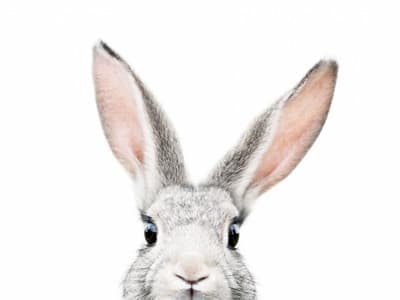 Animal Portraits