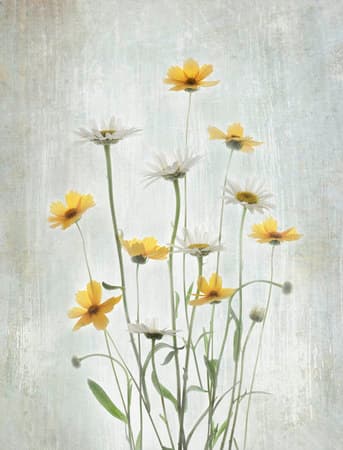 Muted Flowers & Plants