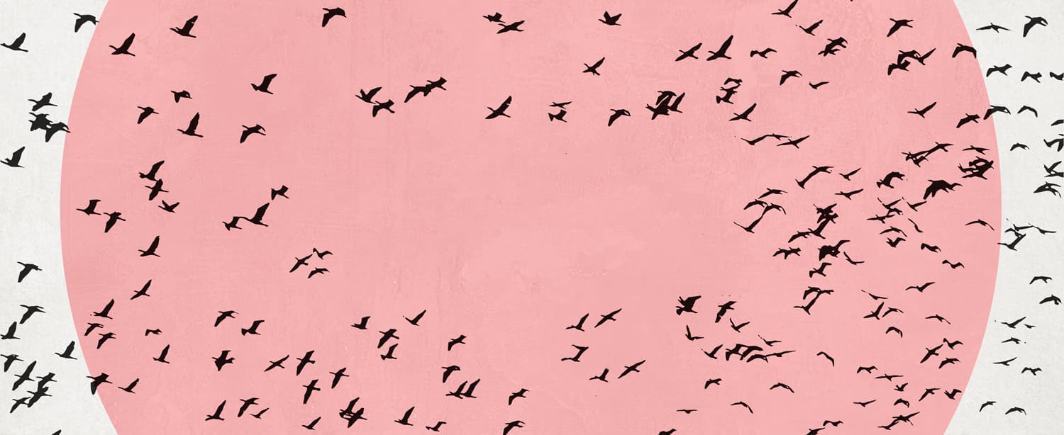 Birds Illustrated