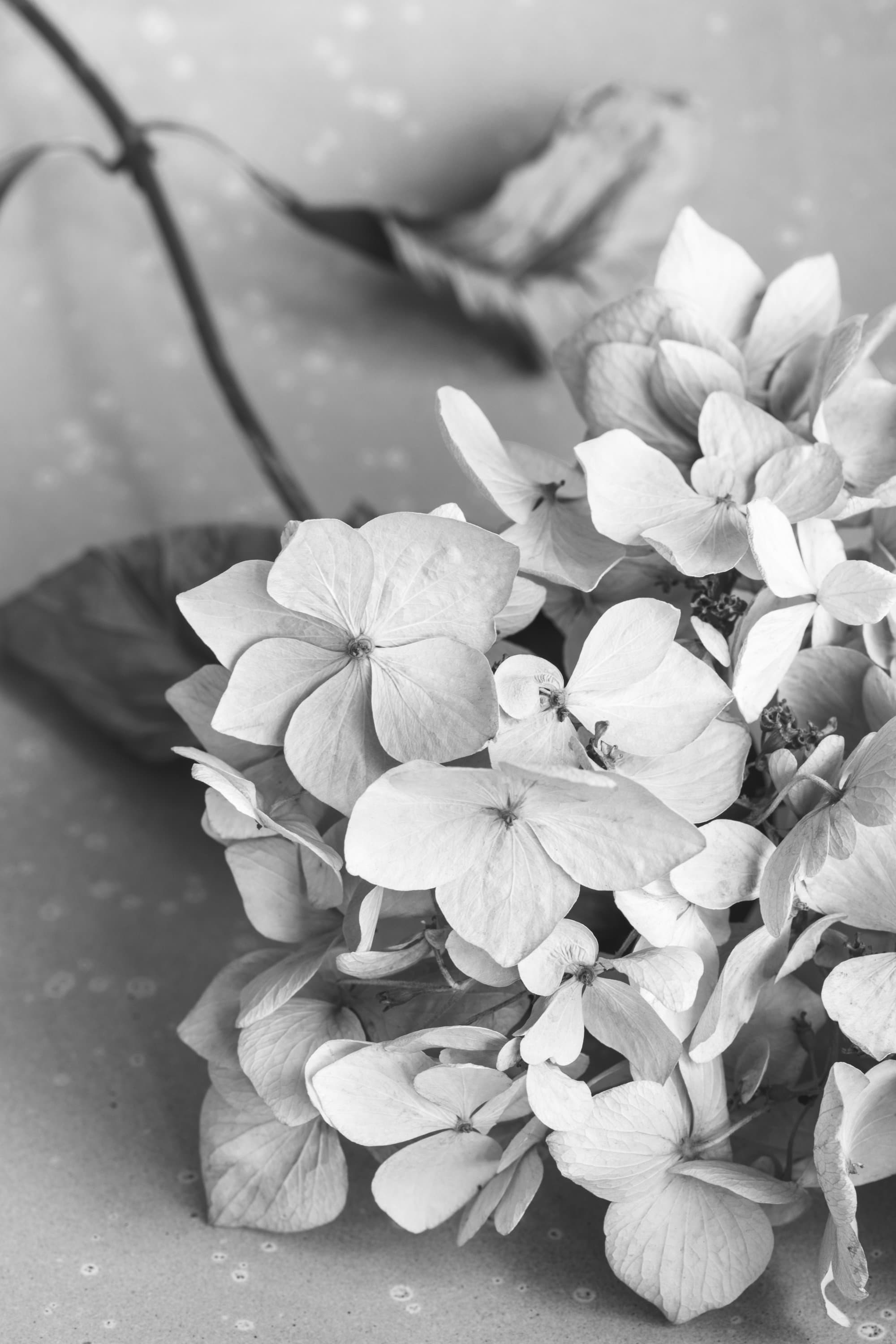 Flowers & Plants B&W