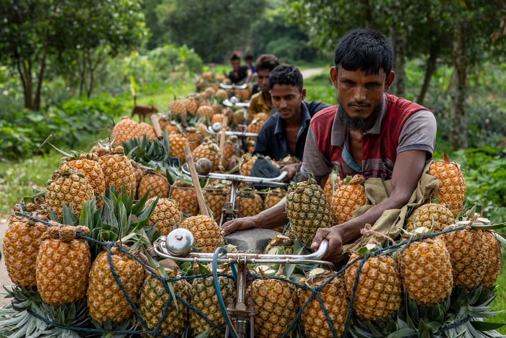 Pineapple Bicycle Brigade by Azim Khan Ronnie — canvas wall art