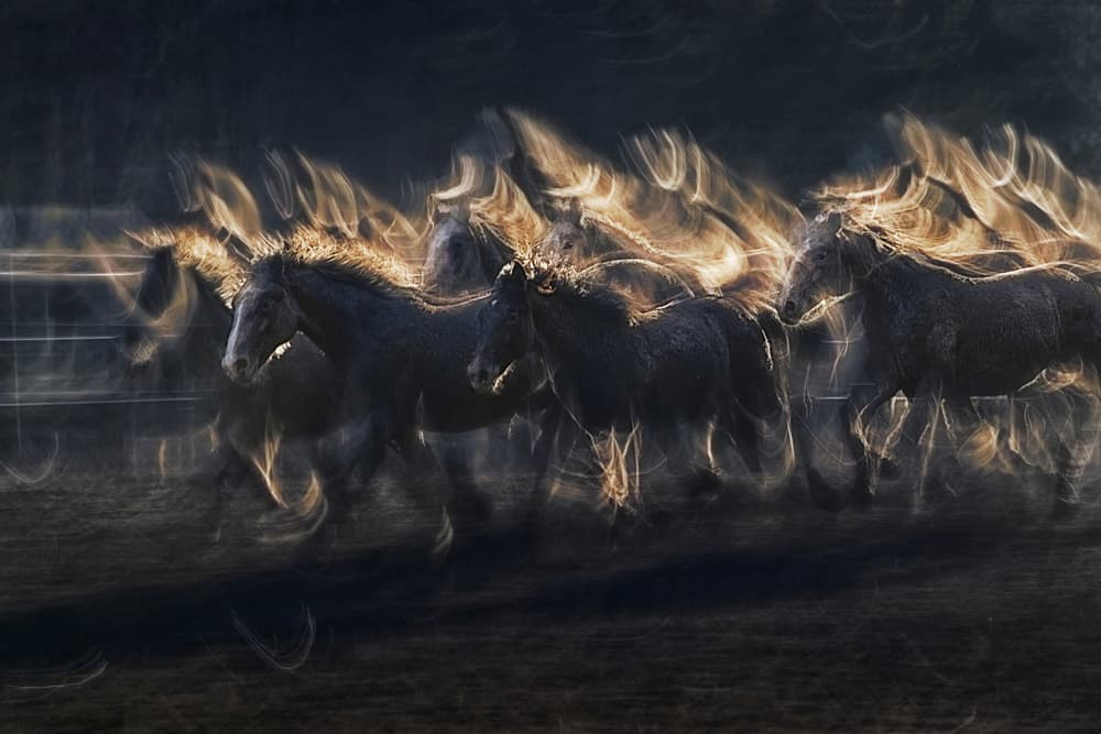Golden Galloping Horses by Milan Malovrh — canvas wall art