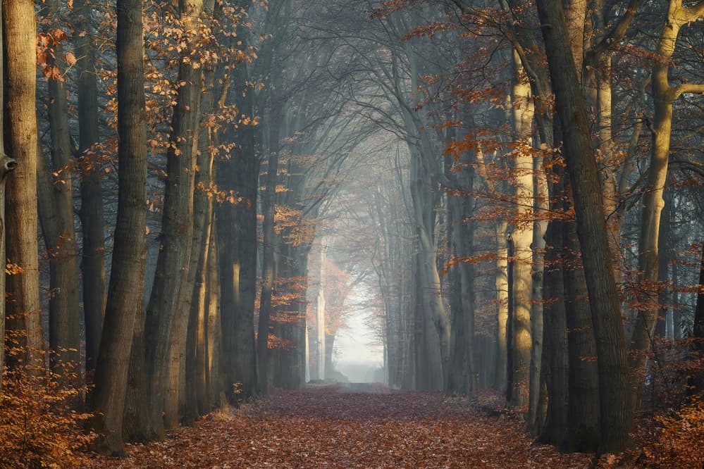Misty Autumn Forest Path by NingYun Ye — canvas wall art