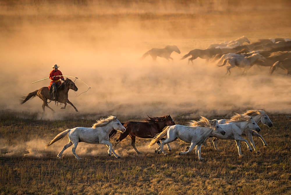 Dusty Horse Drive by Libby Zhang — canvas wall art