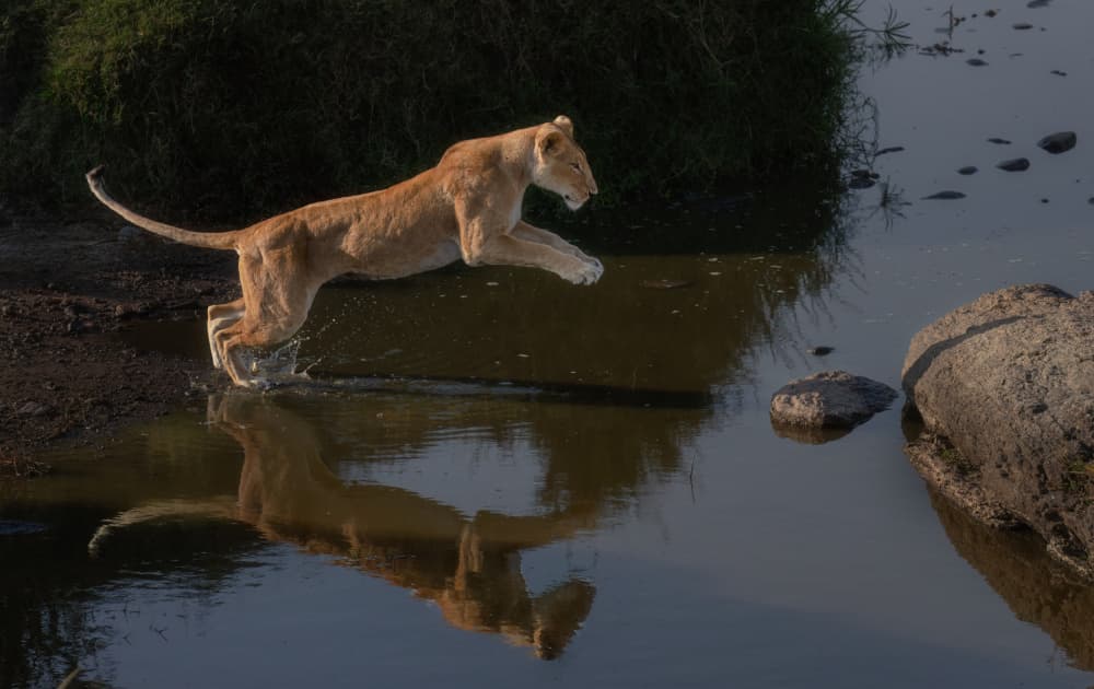 Leaping Lioness Reflection by MIN LI — canvas wall art