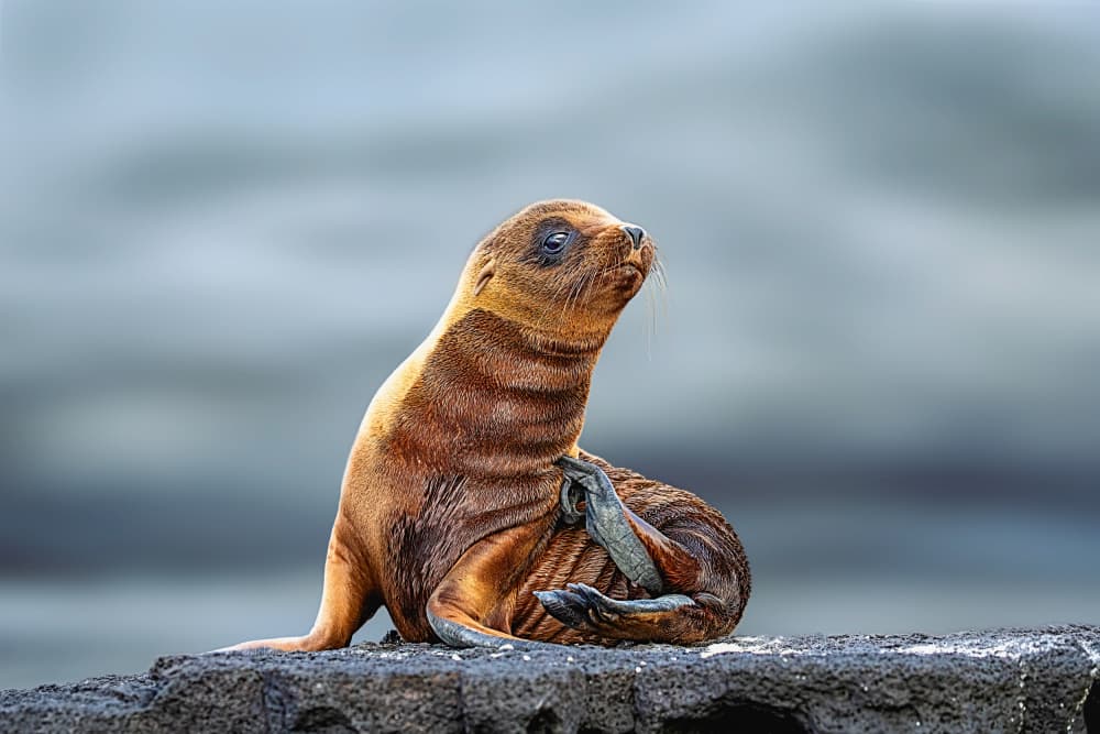 Cute Sea Lion Pup by Siyu_Wei APA — canvas wall art