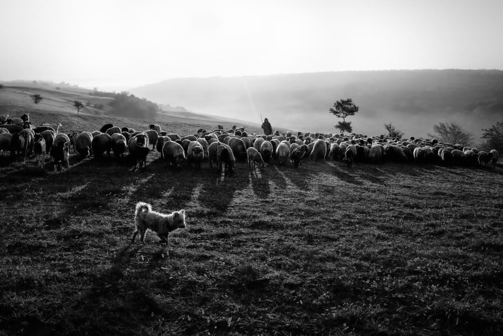 Shepherd Dog and Sheep by Sebastian Prioteasa — canvas wall art