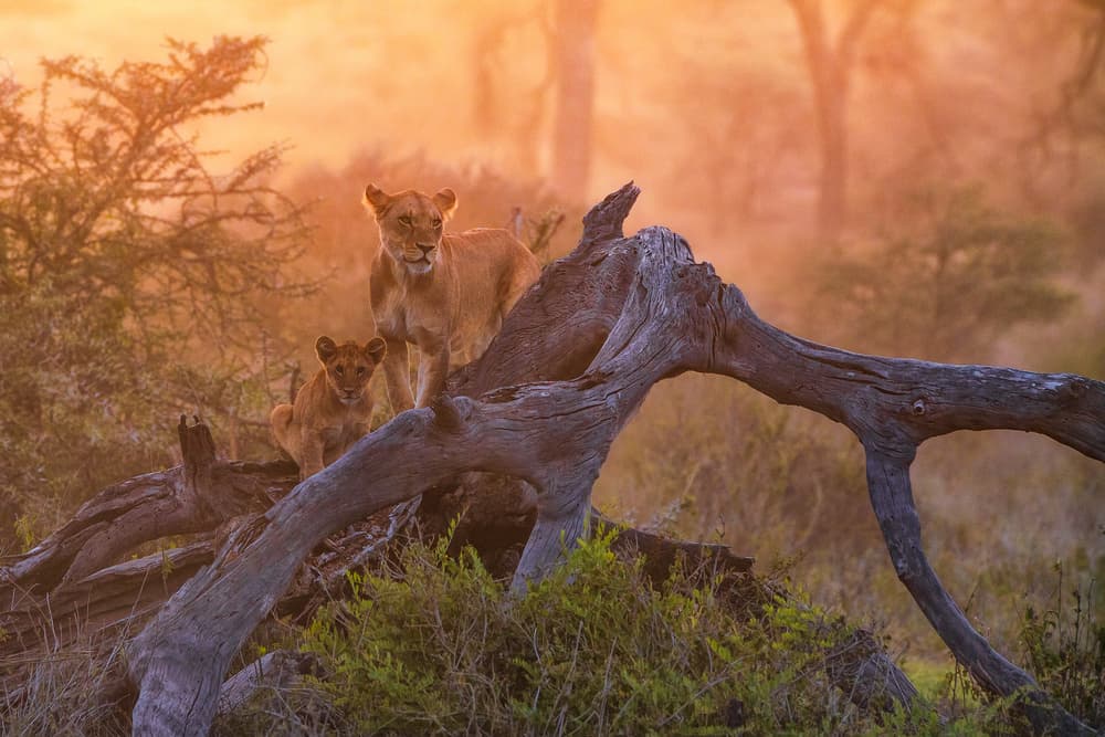 Golden Hour African Lions by Mohammed Alnaser — canvas wall art