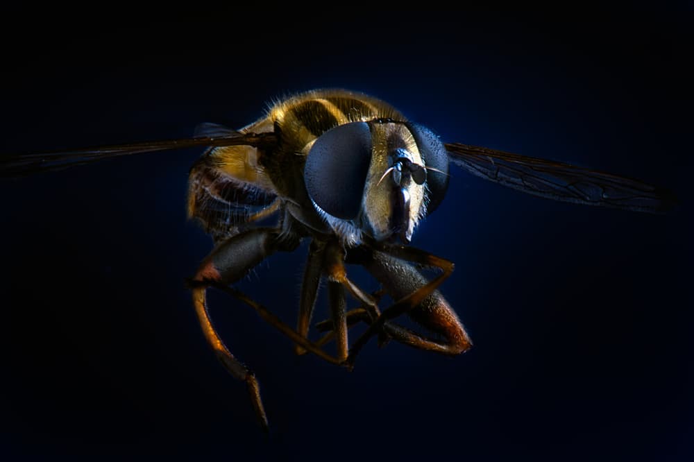 Blue-Eyed Hoverfly by Santiago Pascual Buye — canvas wall art