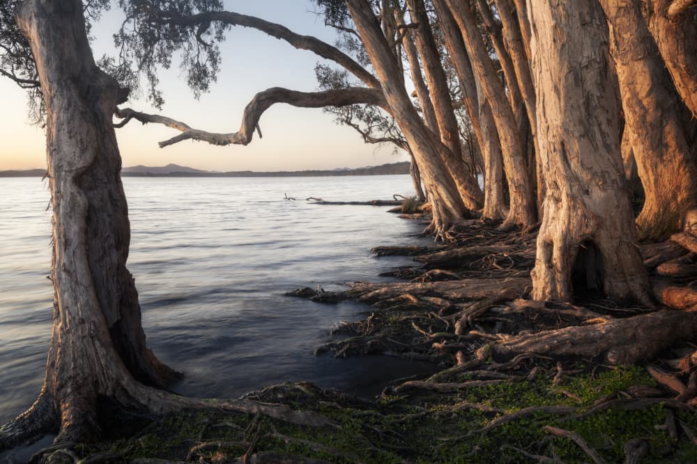 Tranquil Lake Trees by Richard Vandewalle — canvas wall art