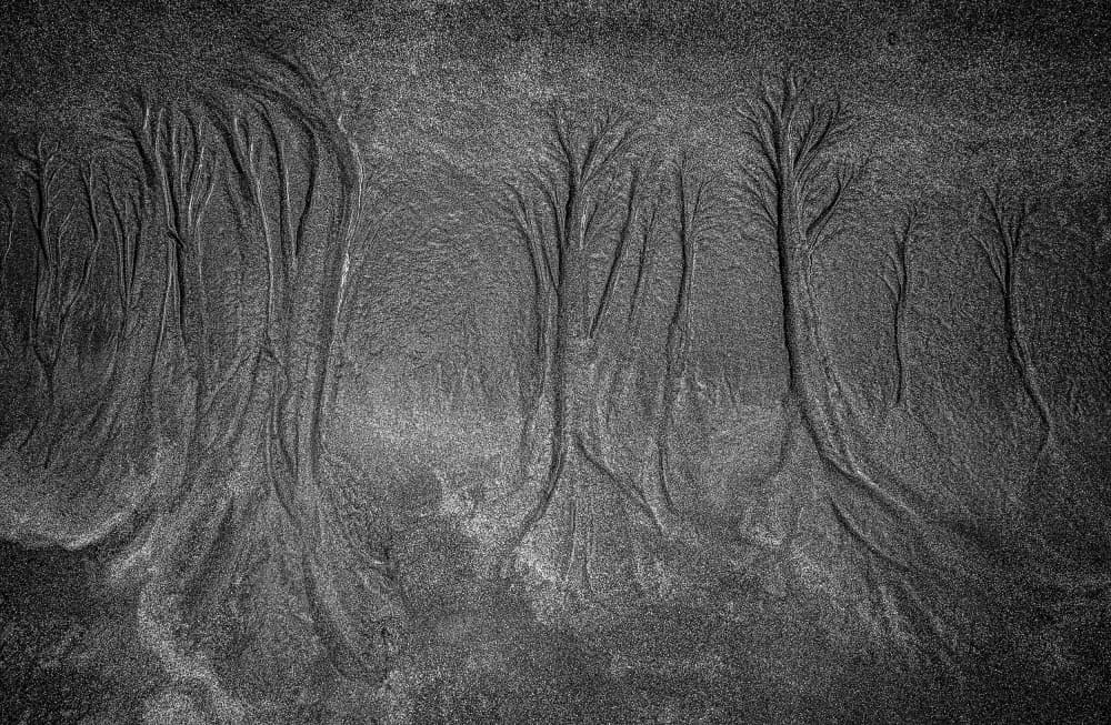 Sand Trees by Anita Singh — canvas wall art
