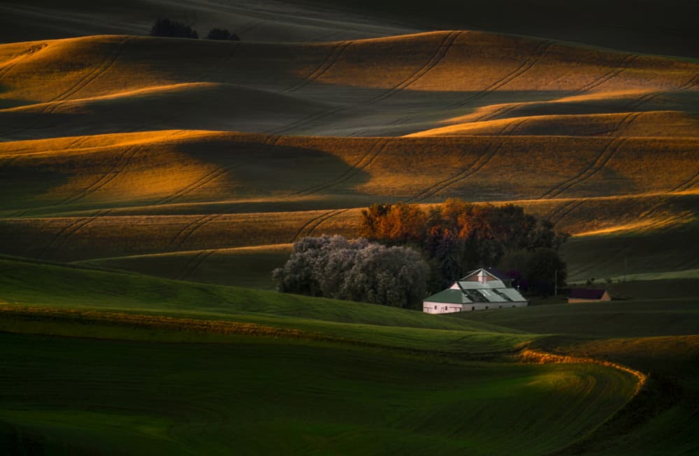 Golden Hour Farm Hills by Lydia Jacobs — canvas wall art