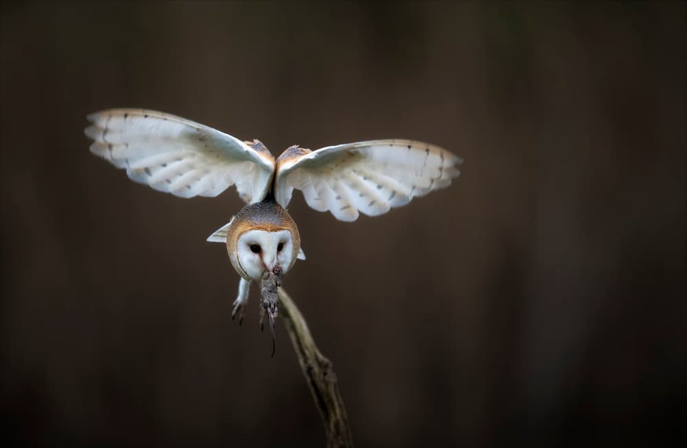 Barn Owl Captures Prey by Chris Coenders — canvas wall art