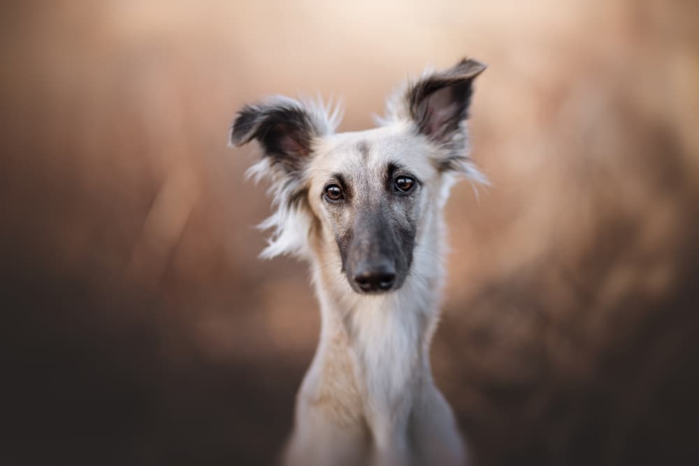 Gentle Sighthound Portrait by Ve Shandor — canvas wall art