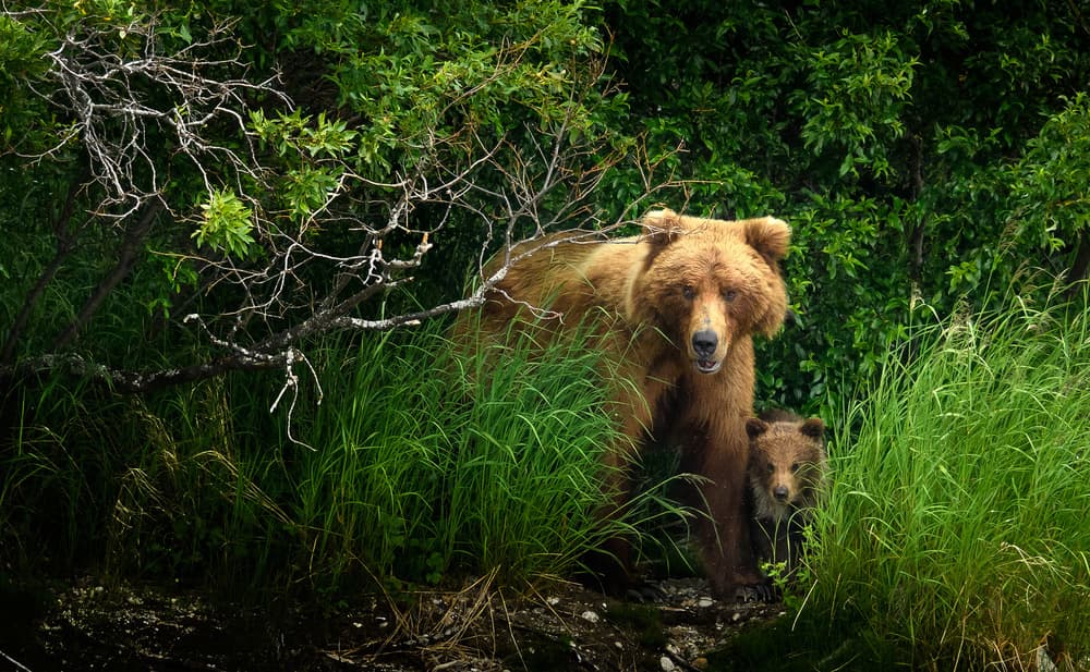 Forest Bear Family by Hung Tsui — canvas wall art