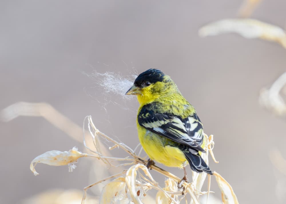 Vibrant Goldfinch Perched by Li Chen — canvas wall art