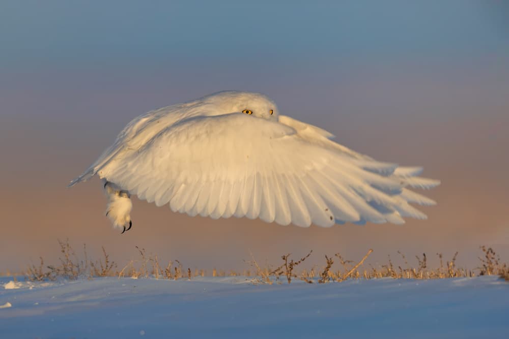 Snowy Owl in Flight by Jun Zuo — canvas wall art