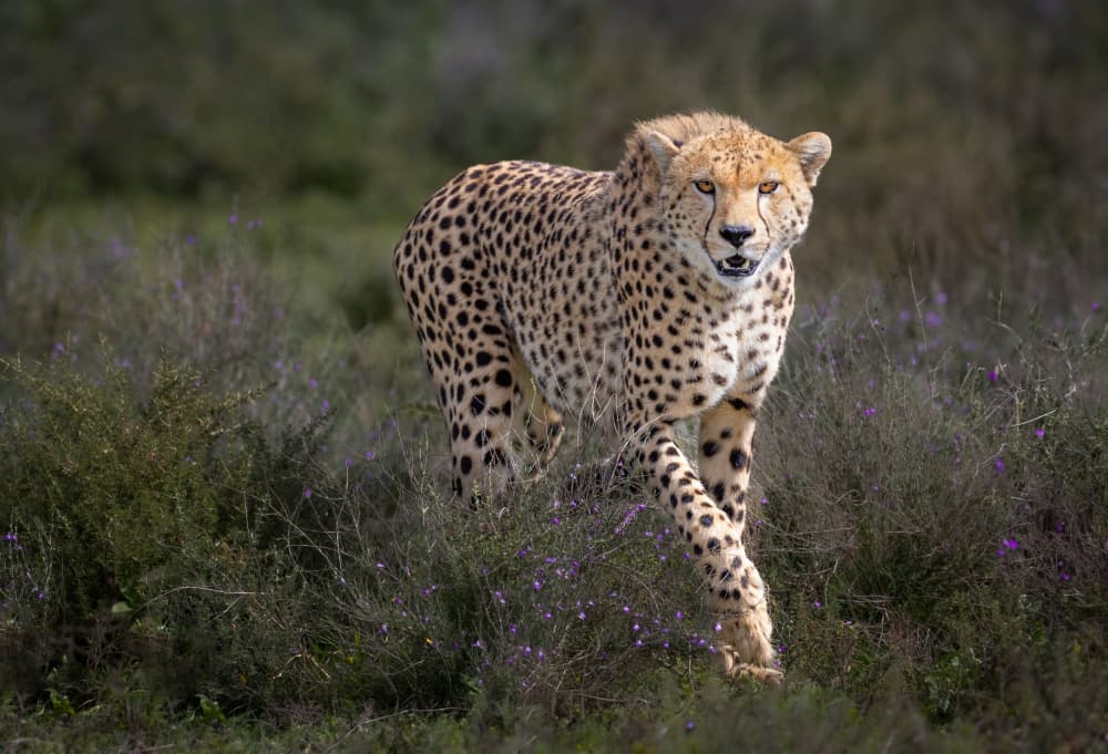 African Cheetah Stride by Jeffrey C. Sink — canvas wall art