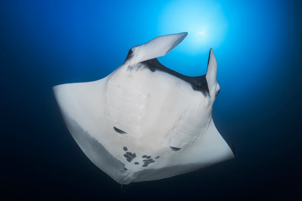 Sunlit Manta Ray by Barathieu Gabriel — canvas wall art