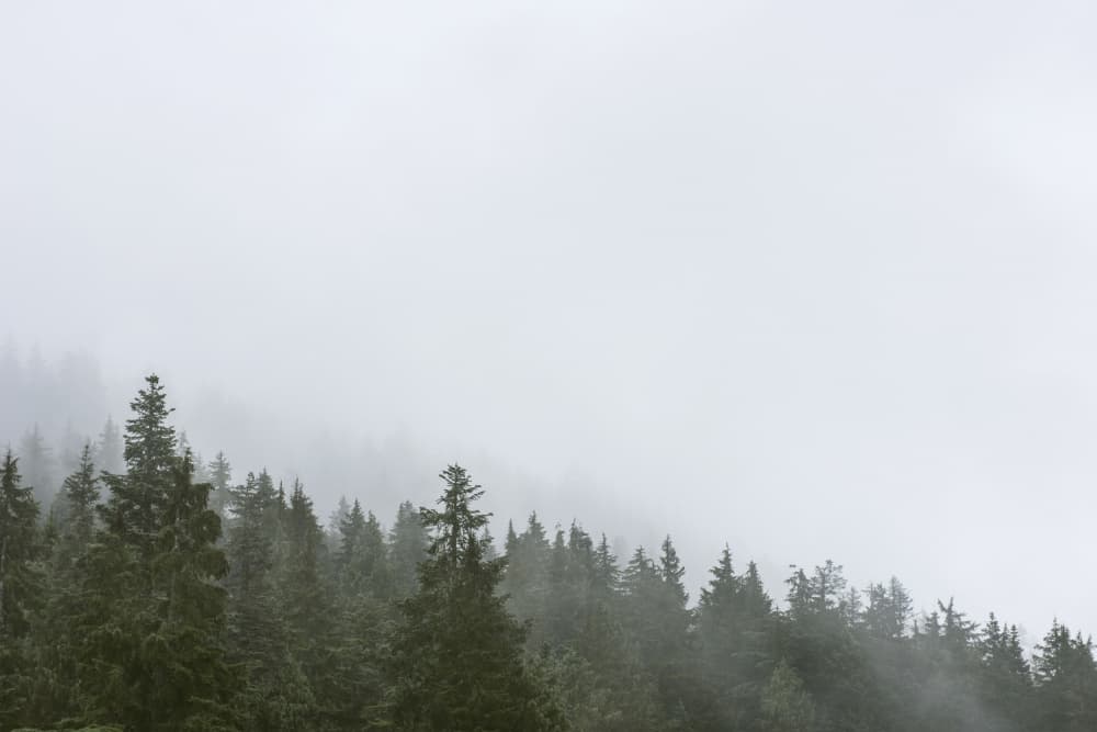 Misty Evergreen Forest by Lynann Colligan — canvas wall art