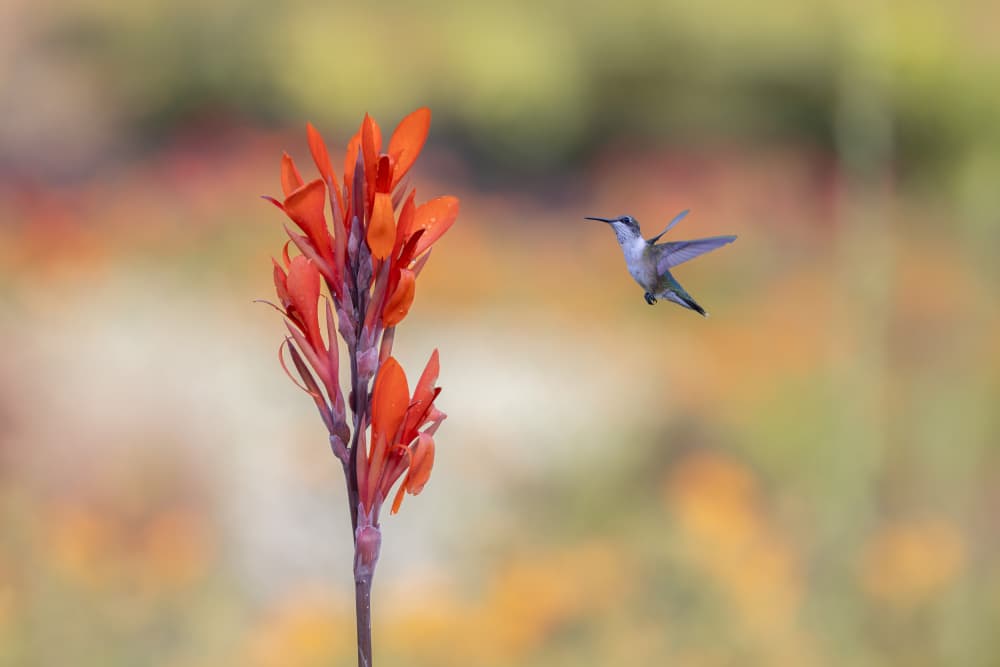 Delicate Hummingbird Bloom by ZY Zhang — canvas wall art