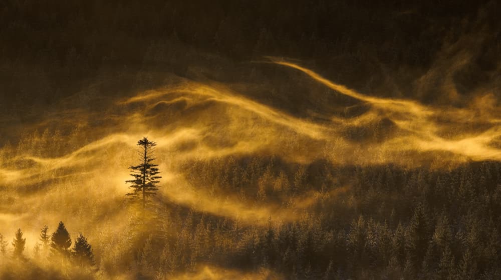 Lone Tree in Golden Mist by Slawomir Kowalczyk AFRP FIAP IAAP — canvas wall art
