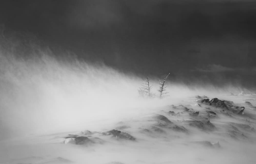 Two Trees In Blizzard by Lazar Ioan Ovidiu — canvas wall art