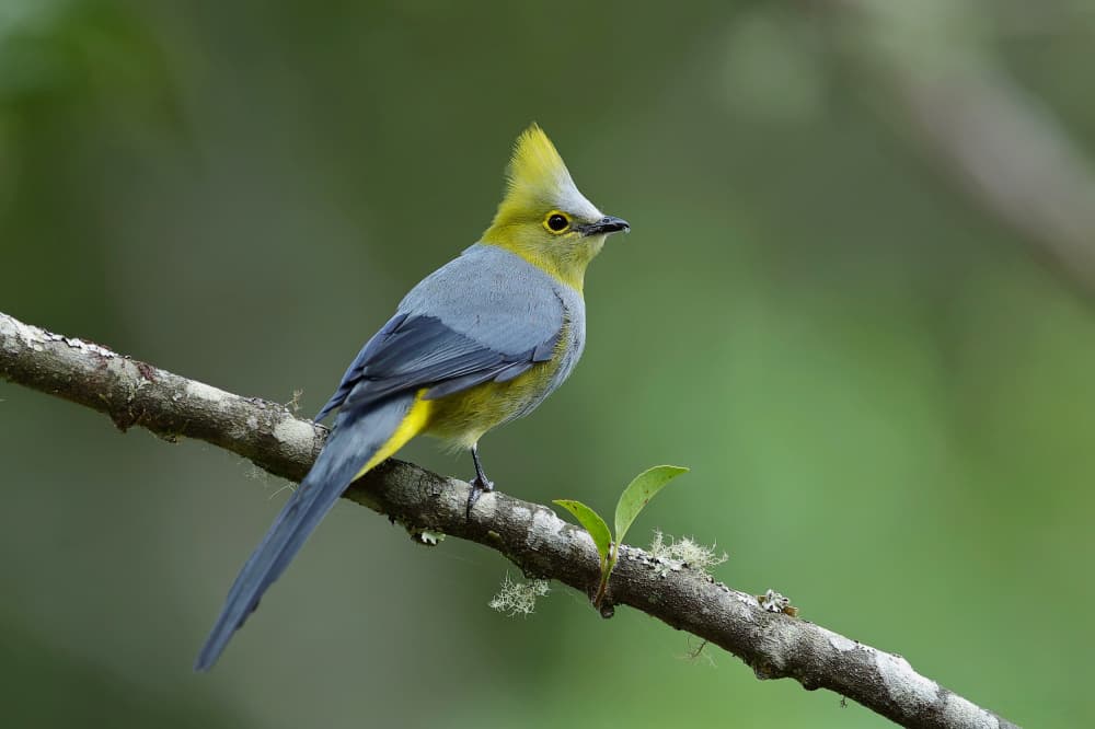 Vibrant Crested Bird by Gavin Lam — canvas wall art